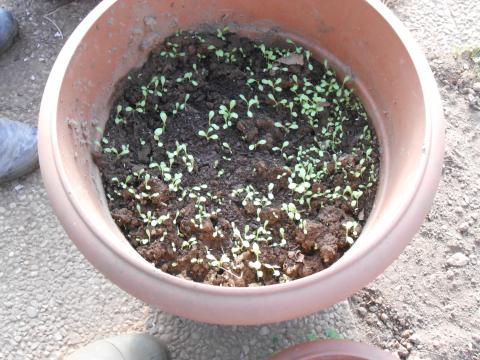 As sementeiras começam a germinar e as novas plantas a crescer!